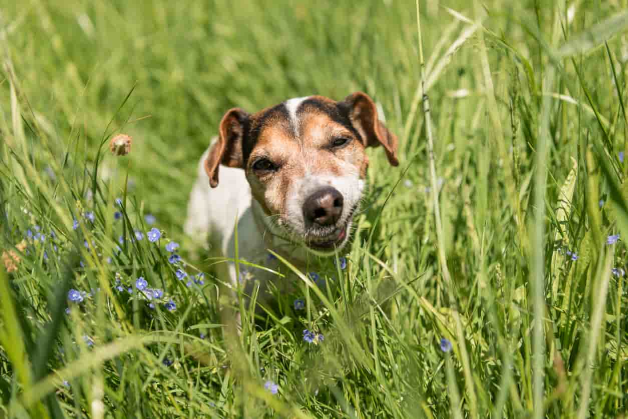 Il cane ha mangiato l’erba gatta