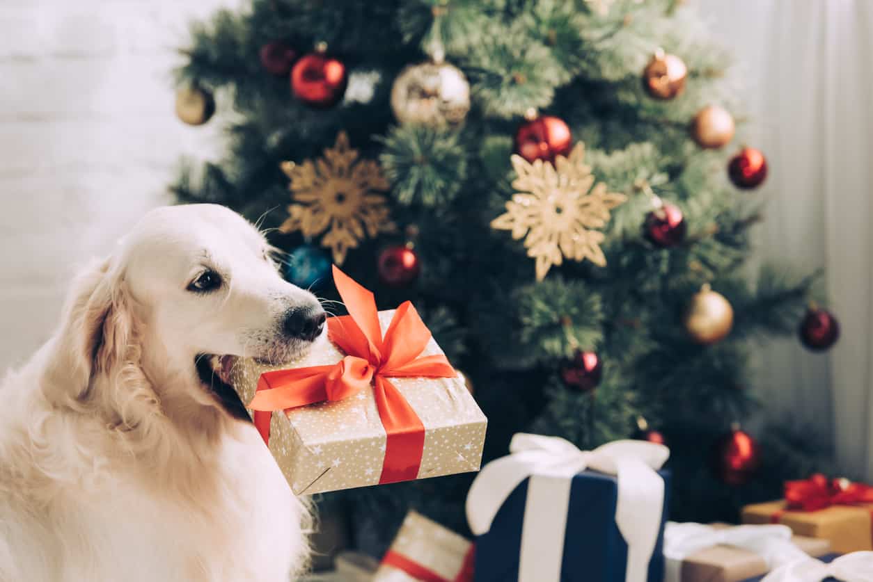 Cane e albero di di Natale