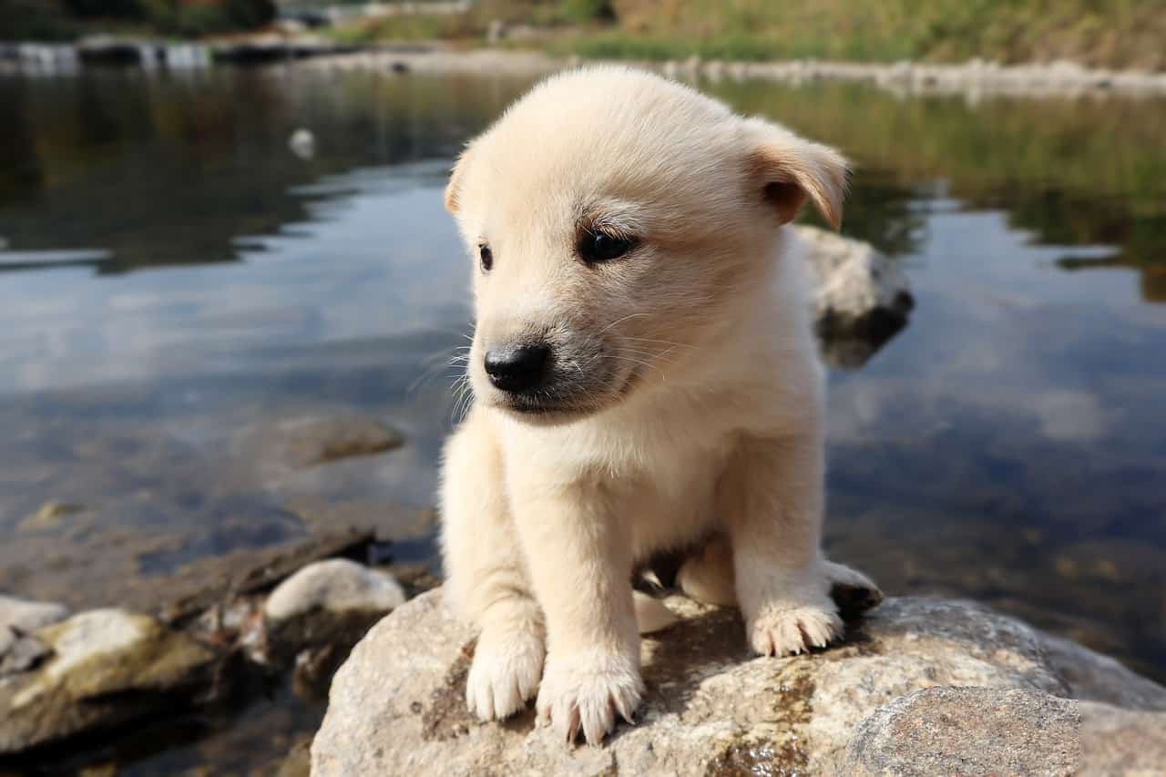 Nomi di cani bianchi
