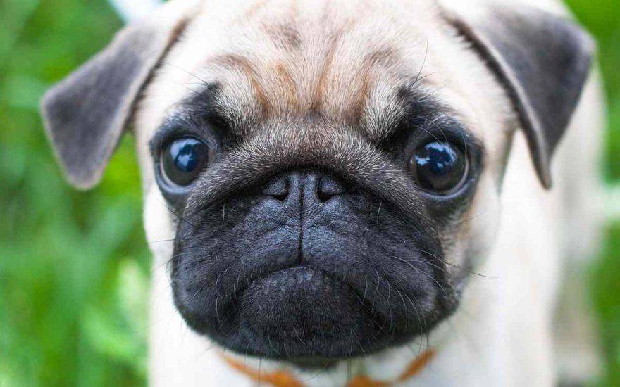 Carlino