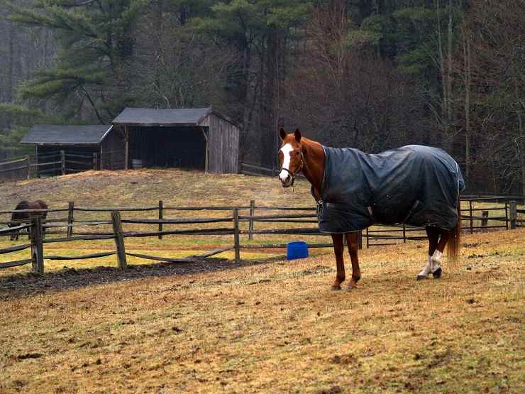 cavallo freddo