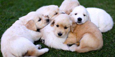 tenerezza cuccioli 