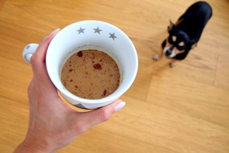 cane puo bere caffe