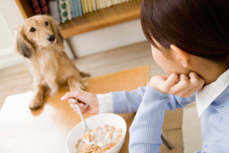 cane puo mangiare i cereali