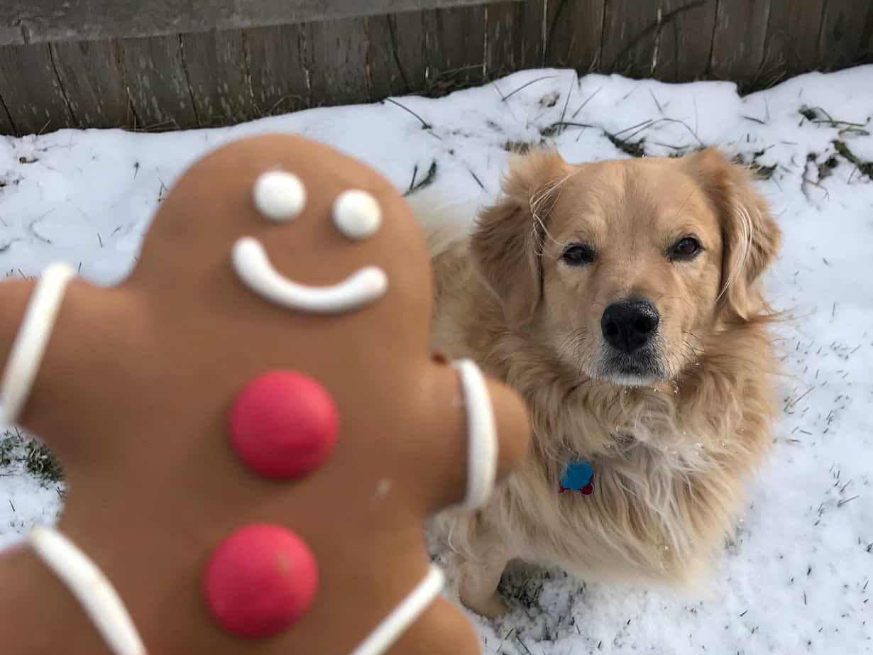 dolci natalizi cane