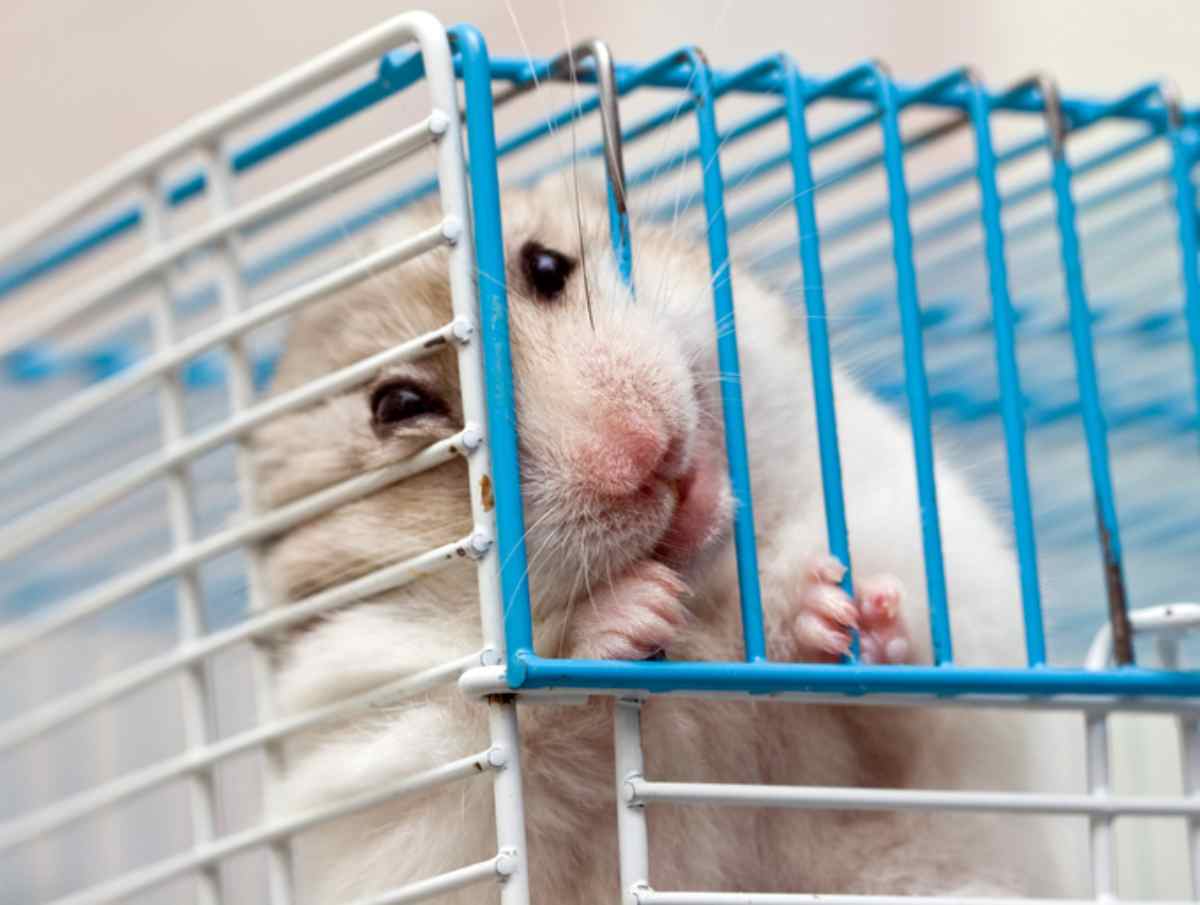 il criceto morde la gabbia