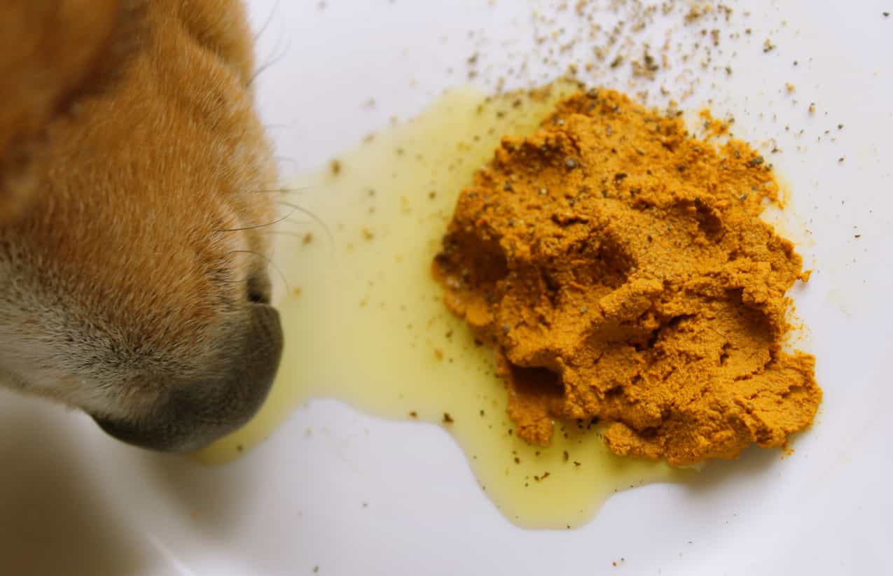dare curcuma cane