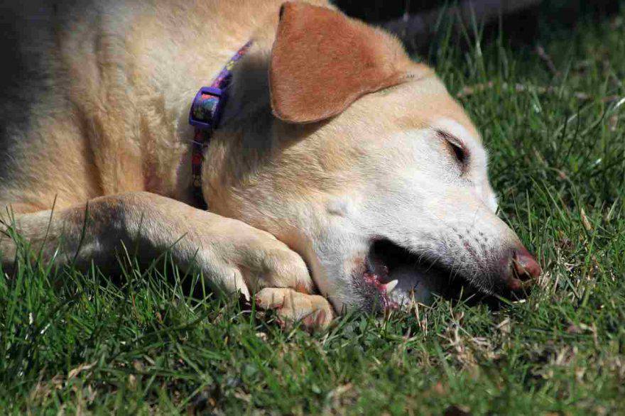 Eczema nel cane