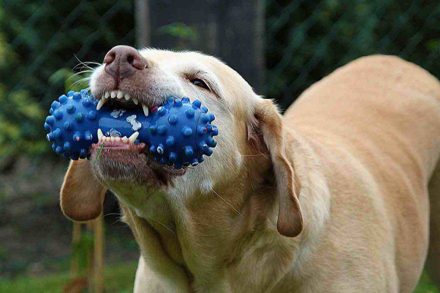 Il cane ha mangiato la plastica