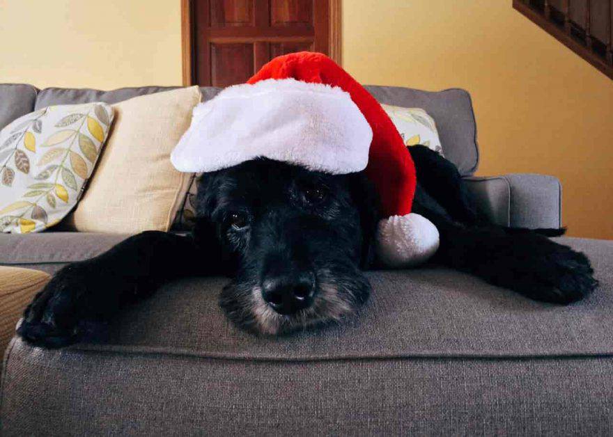 regali natale fai da te cani