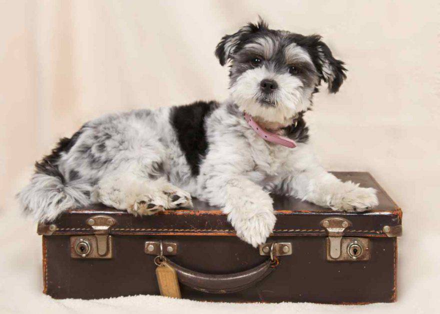 Vacanze di Natale col cane