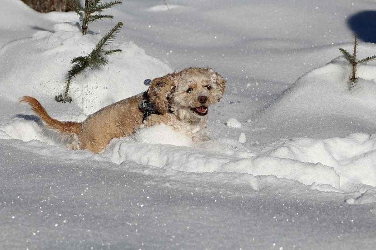 cane sulla neve