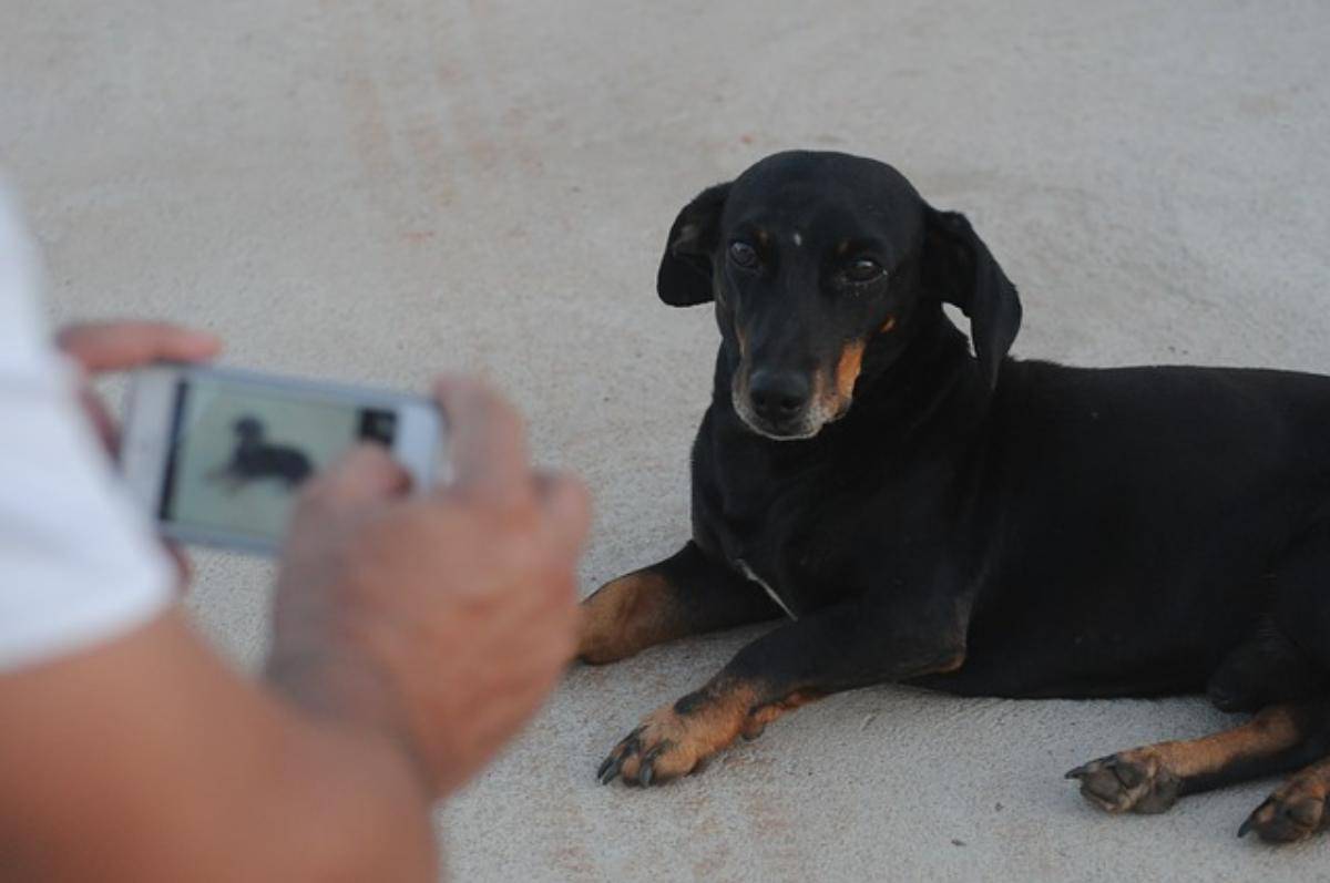  cane