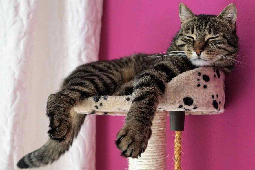 Gatto stressato