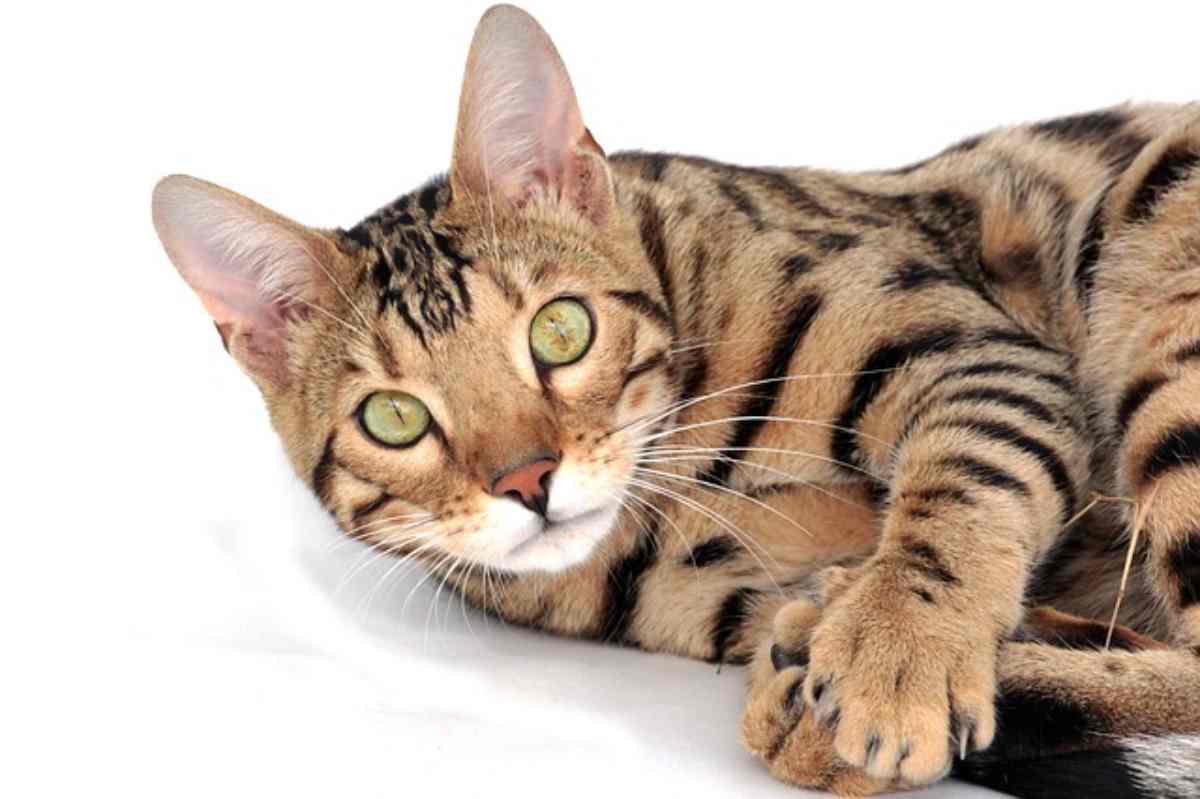 gatto bengala