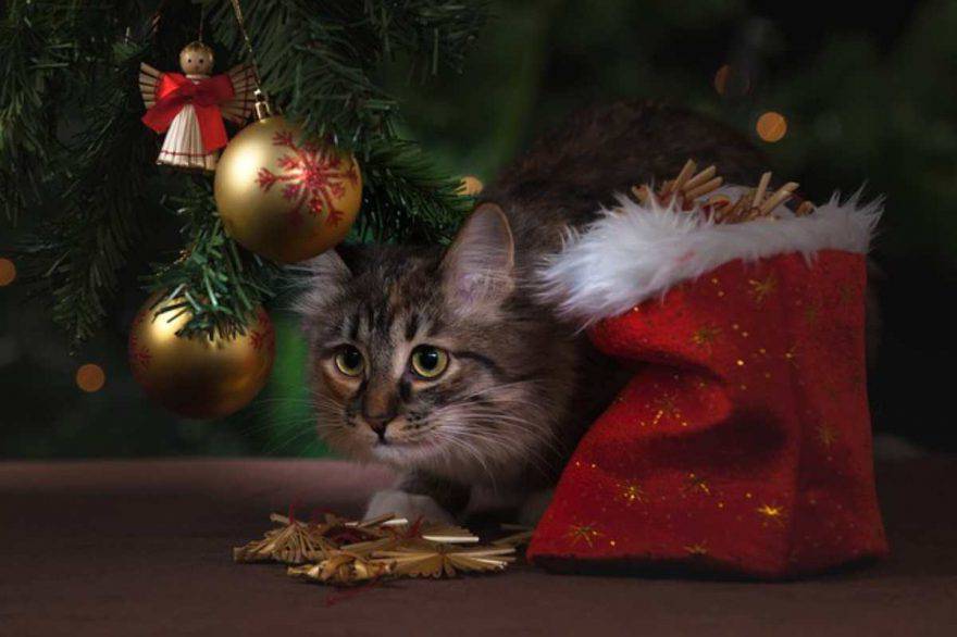 Regalare un cane o un gatto a Natale
