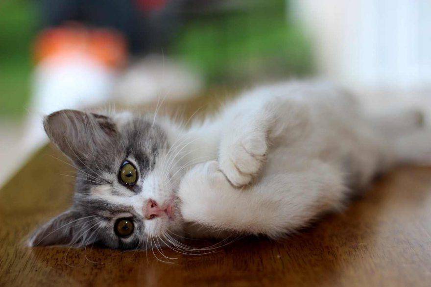 Uveite nel gatto