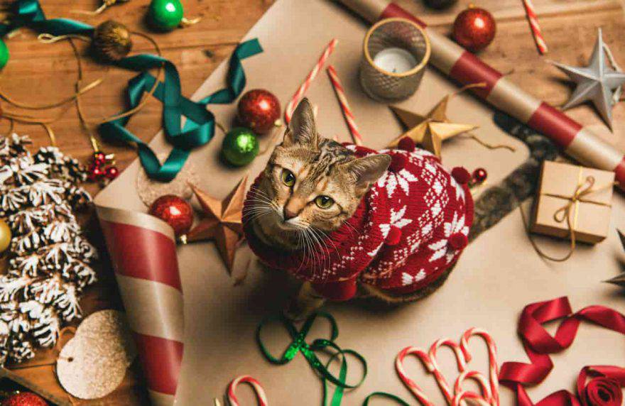 regali natale fai da te gatti
