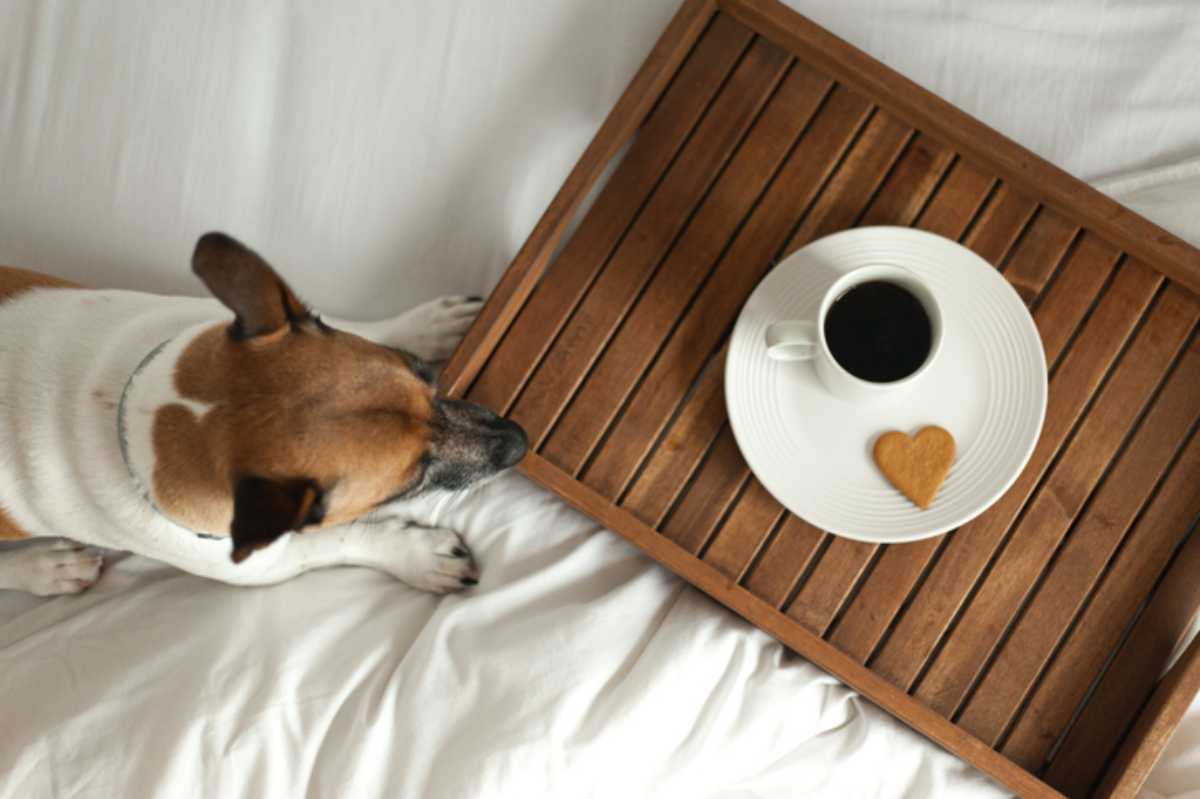 cane puo bere caffe