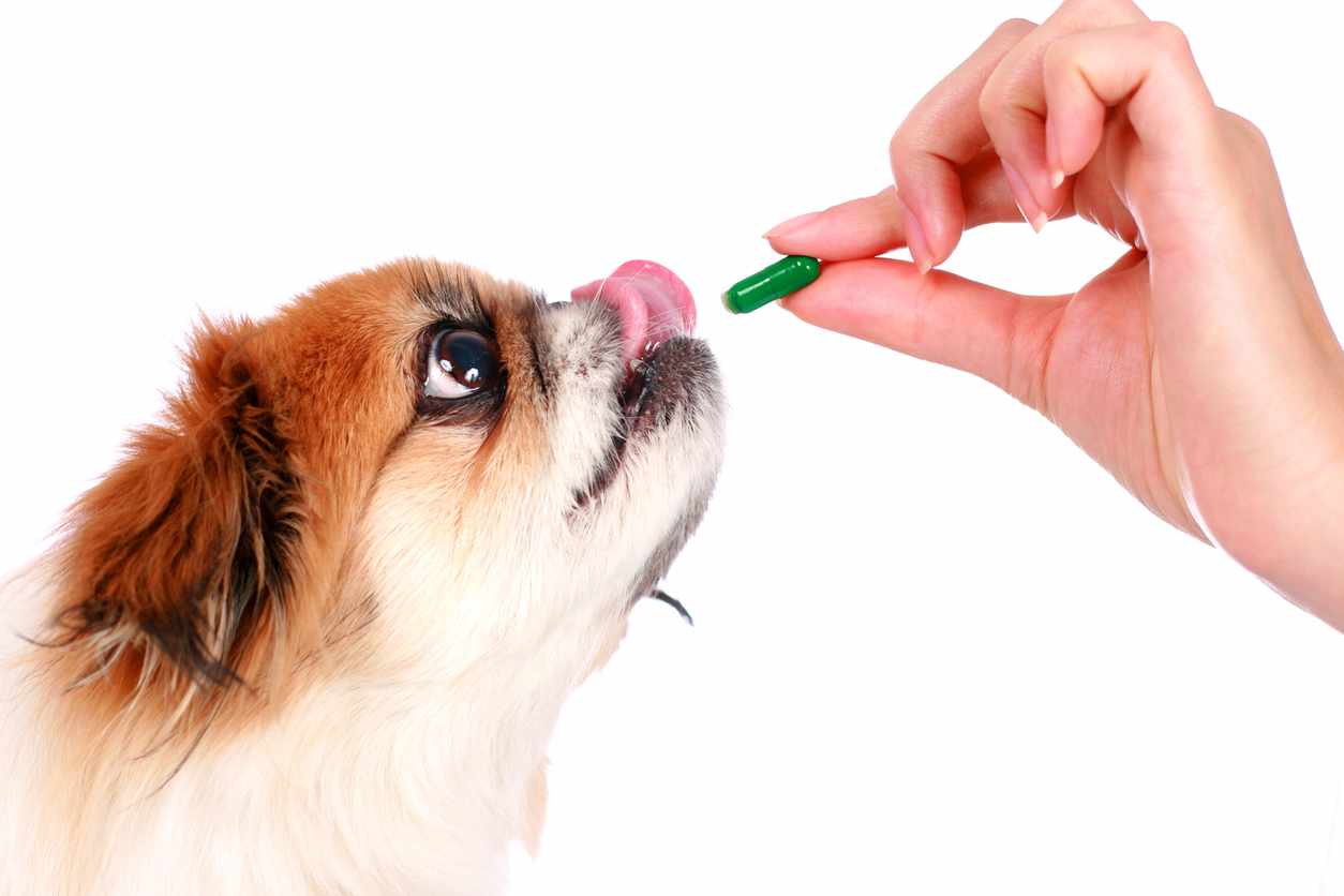 Integratori ai cani