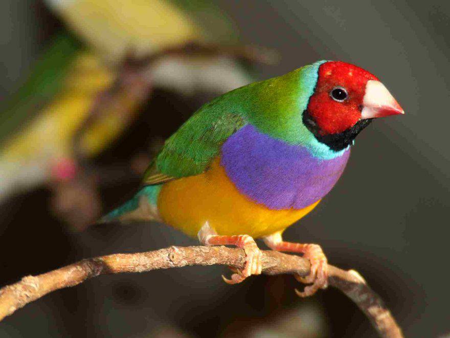 Diamante di Gould