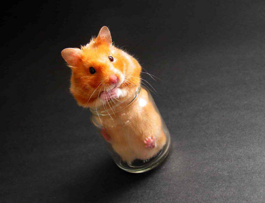 carattere criceto