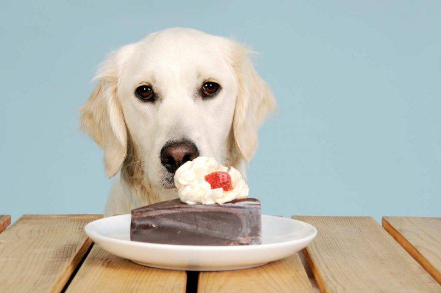 Il cane ha mangiato cioccolato