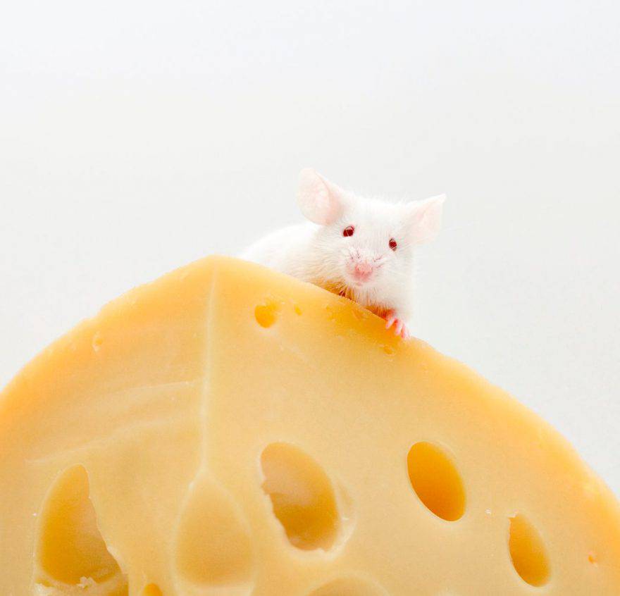 I topi amano il formaggio