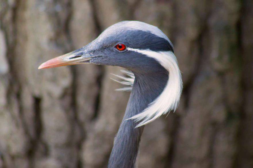 Animali con la D