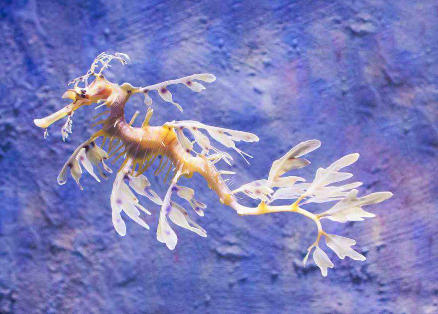 Animali con la D
