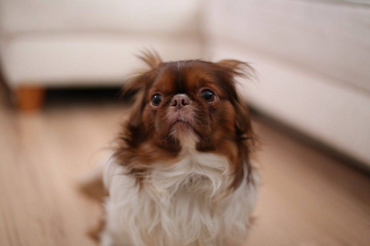 Il cane ha paura delle persone