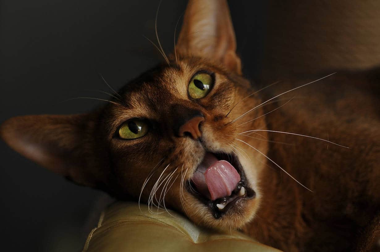 iperestesia gatto