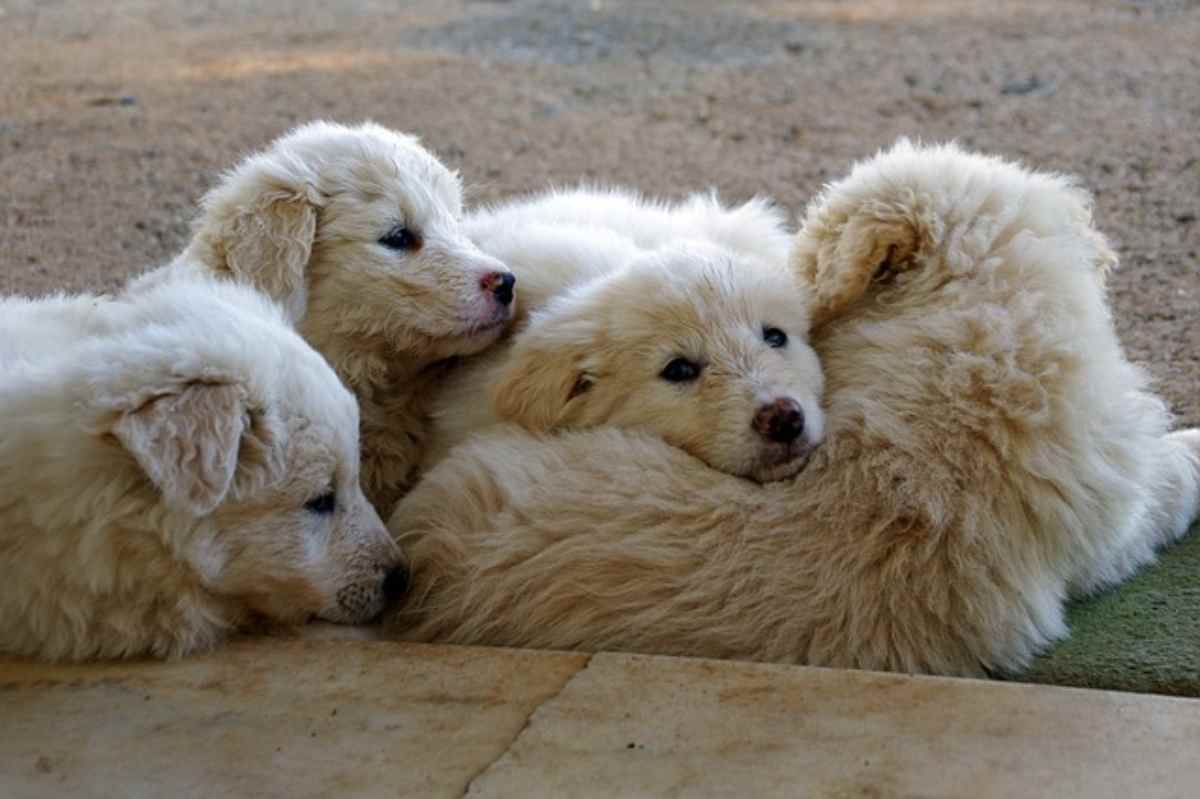 Oroscopo cane del segno dell Acquario