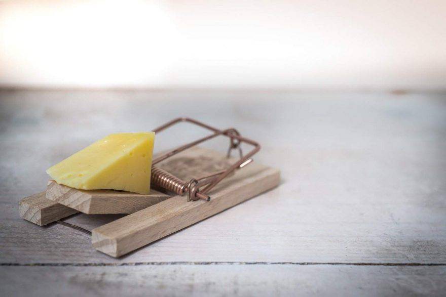 I topi amano il formaggio
