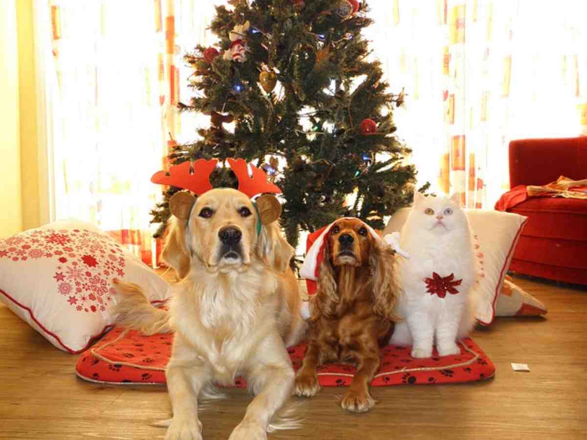 Regalare un cane o un gatto a Natale