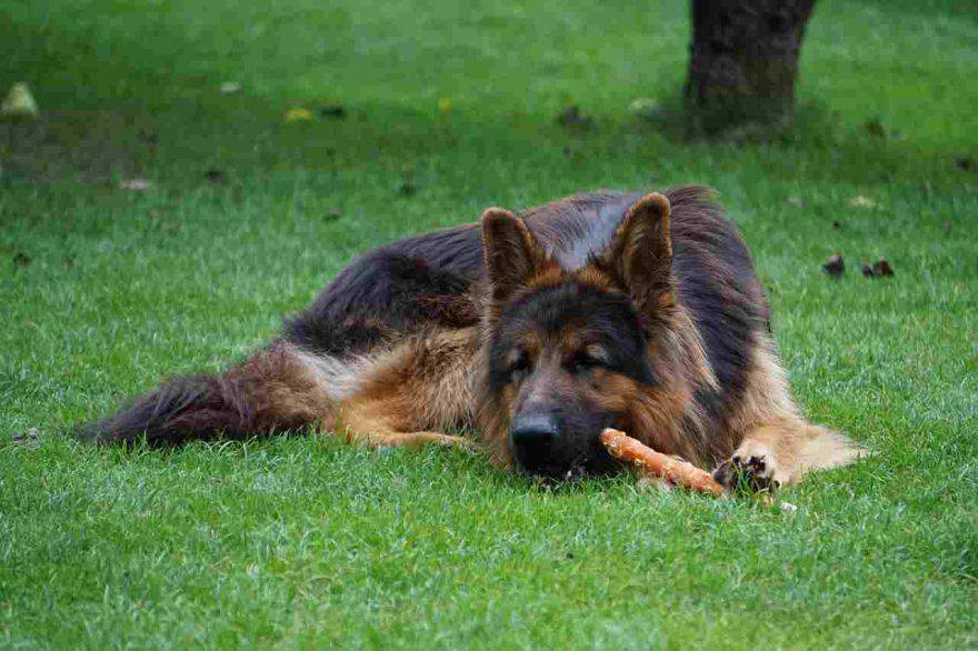 Regali di Natale per cani a meno di 10 euro