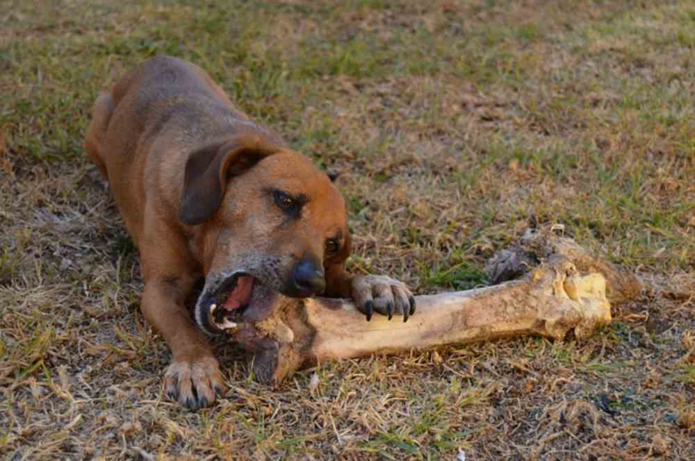 cane mangia osso