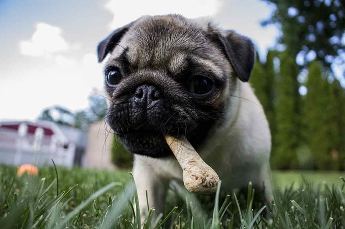Osso per cane