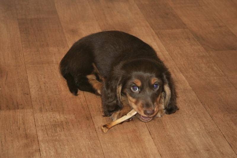 cane