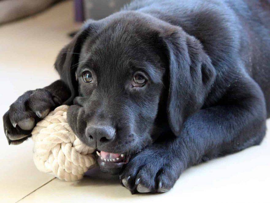 cane si addormenta con giocattolo in bocca