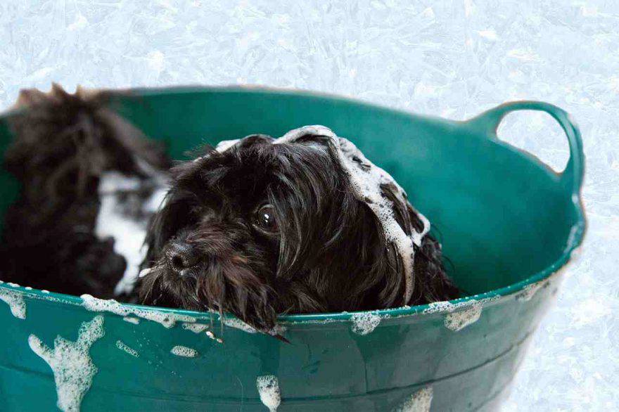 Primo bagno al cucciolo