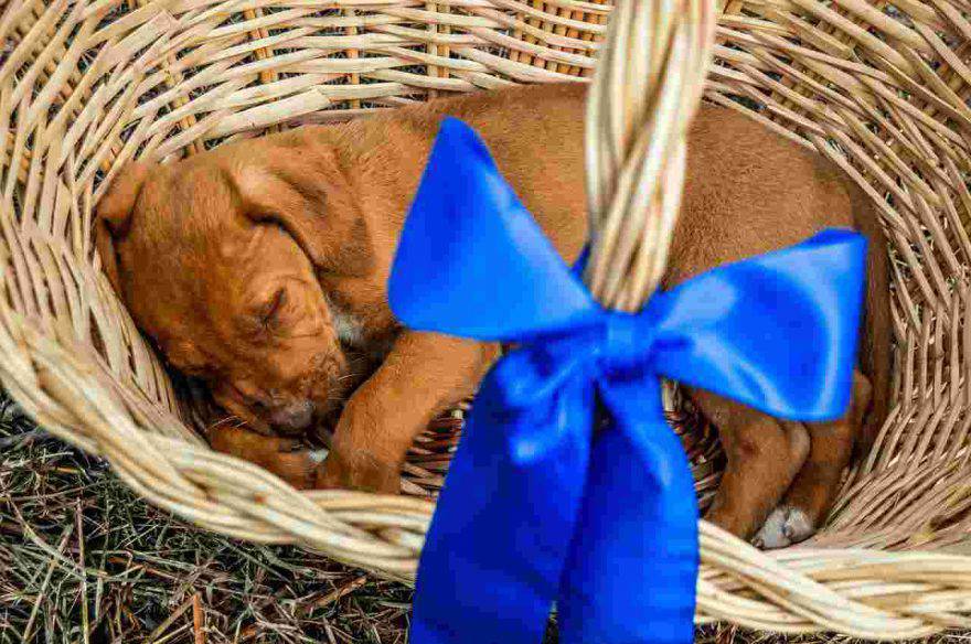 Regali di Natale per cani