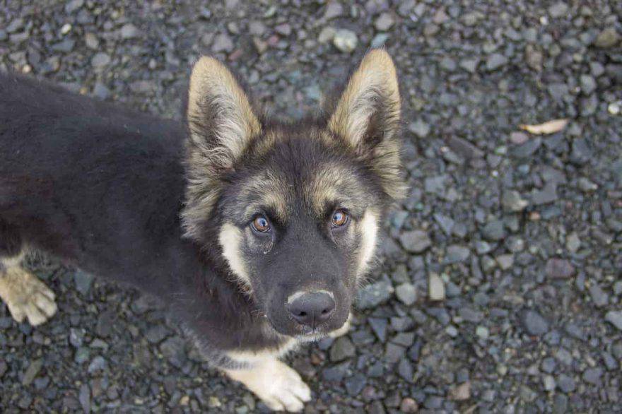 cane capisce conversazioni