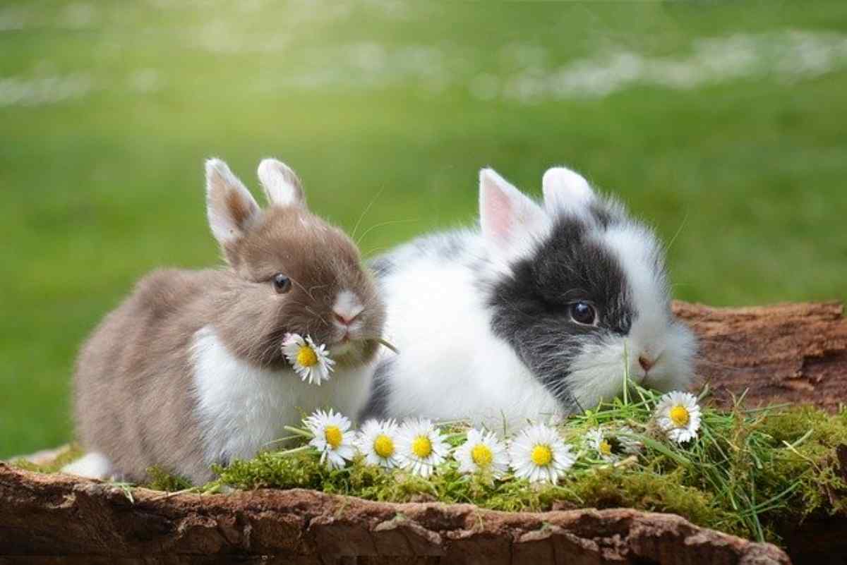 rabbit