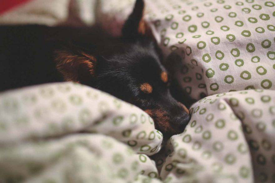tenere lontano il cane dal letto