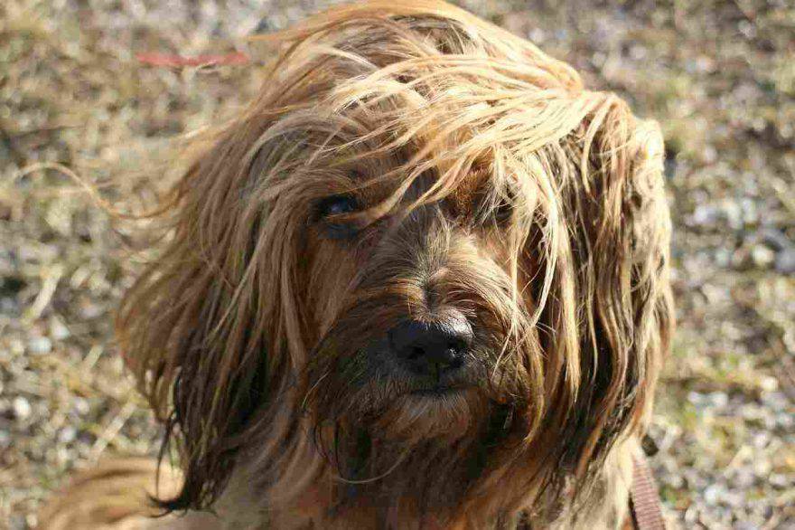 Regali di Natale per cani a meno di 10 euro