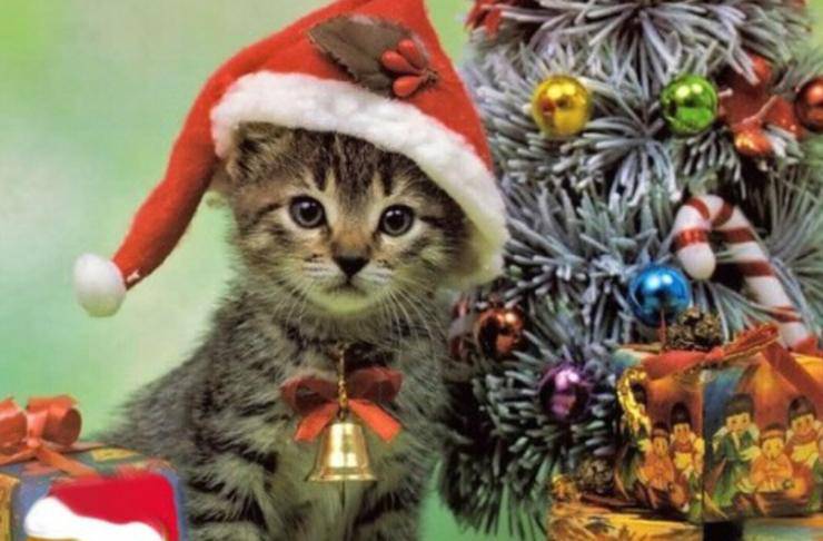 buona natale gatti