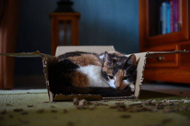 gatto nella scatola