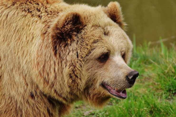 Orso