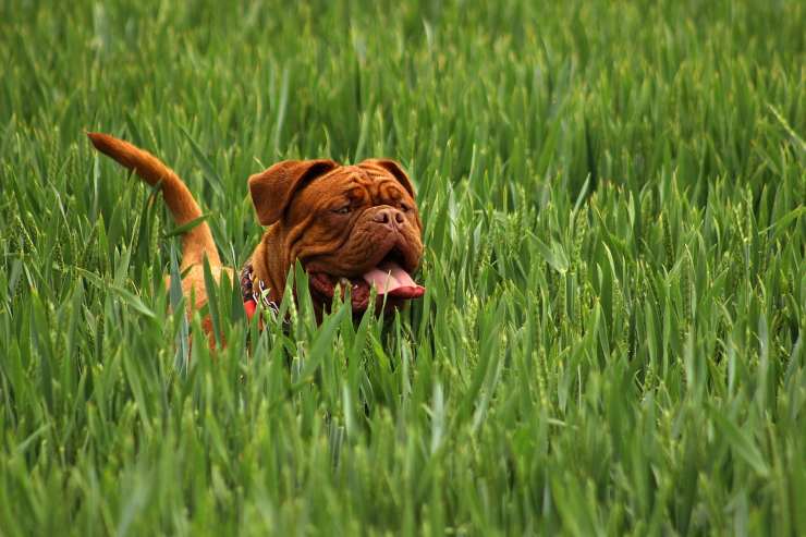 Mastino napoletano
